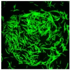 Imagem de microscopia de fluorescência