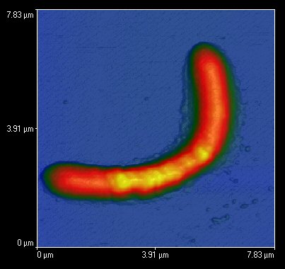 Atomic force microscope image of an Acidithiobacillus ferrooxidans